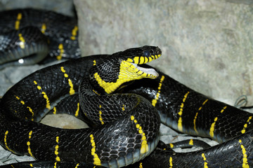 Krait Giftschlange, Bungarus, in Steinhöhle, Thailand, Asien