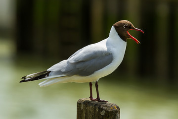 Naklejka premium photo of a Black headed gull call while standing on a wooden post