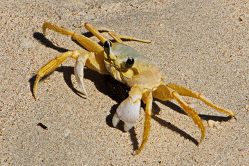 Crab on Playa Ancon near Trinidad in Cuba
