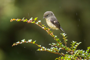 South Island Tomtit