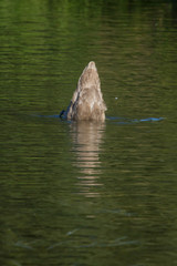 Fototapeta premium photo of a juvenile Mute swan with tail up feeding
