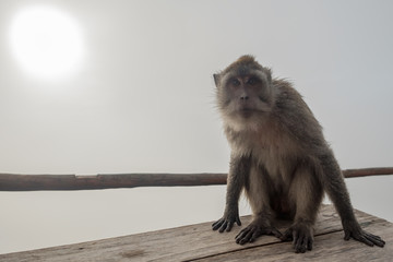 monkey sitting on a stone and looking at camera