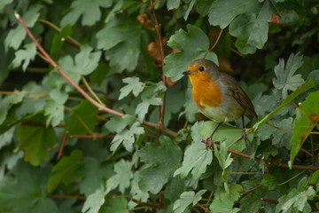 photo of a little robin red-breast sitting on a branch