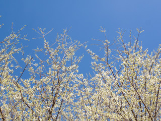 White blooming cherry blossom flower (Sakura) over blue sky