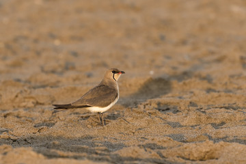 Ave canastera común(Glareola pratincola) posada sobre la arena de la playa con los últimos rayos de sol