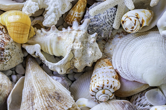 Group of sea shells