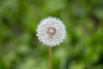 Pusteblume