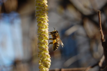 Biene auf Haselnussbaum 2