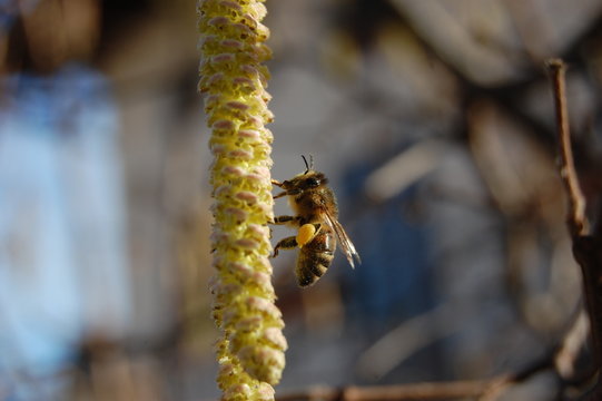 Biene auf Haselnussbaum 2