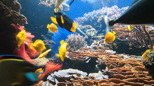 Colorful tropical fish on coral reef