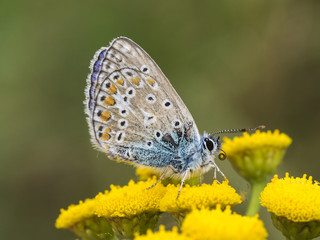 Ein kleiner Schmetterling sitzt auf einer gelben Blüte (Rainfarn).