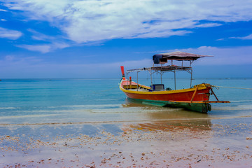 Fototapeta premium Palm Tree, River, Riverbank, Tropical Climate, Tropical Rainforest