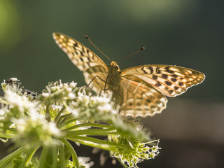 Ein bunter Schmetterling saugt Nektar aus einer Blüte.