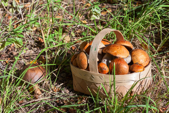 Red and orange mushrooms in the birchbark basket in forest on the land