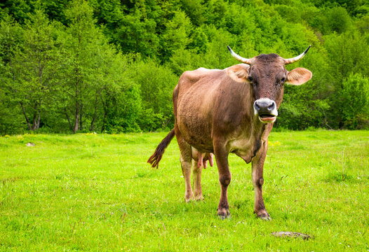 cow with flies on the face. animal in spring green environment