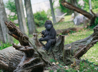Fototapeta na wymiar Baby Gorilla