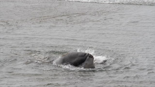 PAIR OF ELEPHANT SEALS BEGIN MATING RITUAL, IN SLOW MOTION.  Version 2 of 2.