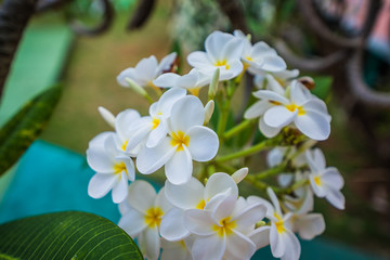 Obraz na płótnie Canvas White blooming flowers of Plumeria in Caribbean.