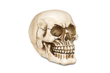 Human skull isolated over white with clipping path