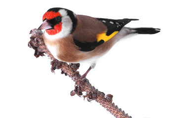 Fototapeta premium goldfinch