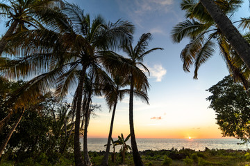 Exotic palms growing at seaside in Caribbean in sunset lights.