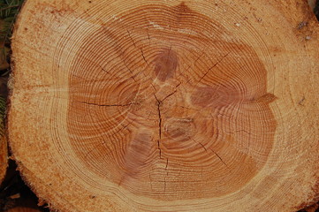 Holz mit Jahresringen