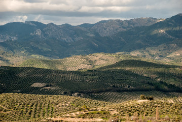Landscape in Andalucia