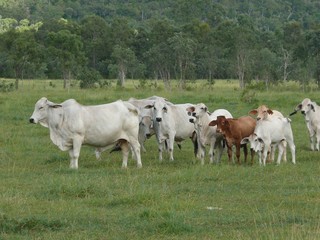 Cattle of Indian art on the pasture in Eastern Australia, trees in background