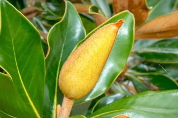 Store enrouleur occultant sans perçage Magnolia magnolia flower bud