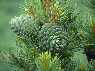 Cedar nut, pine cone green. Pine nut, pine lump, cedar wood. Cedar branch. Woodland cedarwood