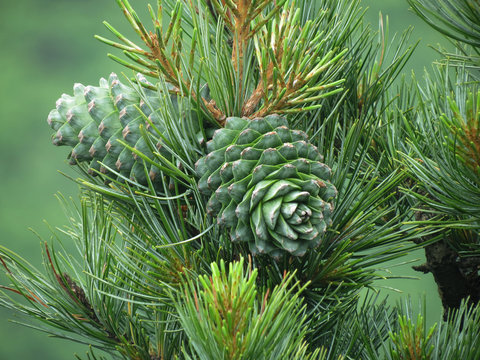 Cedarwood Images – Browse 209,179 Stock Photos, Vectors, and Video | Adobe Stock