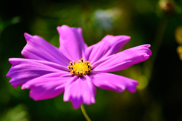 A Pink purple cosmos. Close up of single cosmos flower.