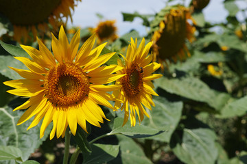 Obraz premium Sunflowers