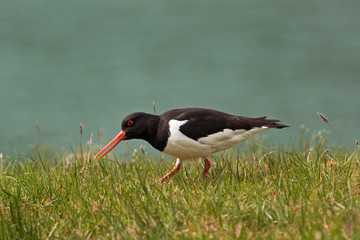 Eurasian oystercatcher, haematopus ostralegus, Faroe island