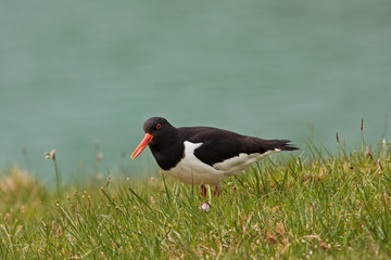 Eurasian oystercatcher, haematopus ostralegus, Faroe island