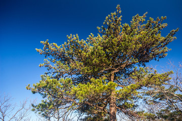 Tree with a blue sky