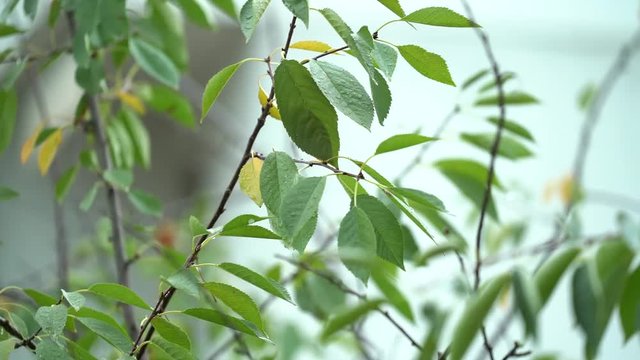 Pioggia sulle piante