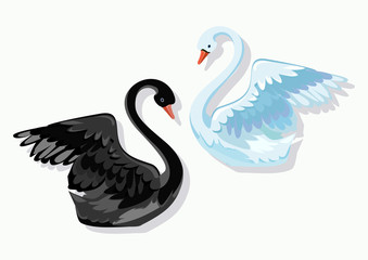 swan couple vector
