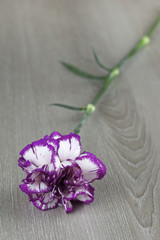 One carnation flower