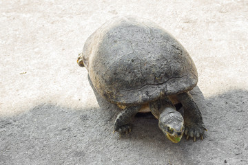 Turtle. Freshwater turtle in a park in Thailand.