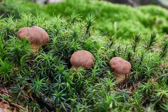 Imleria badia. Fungus in the natural environment.