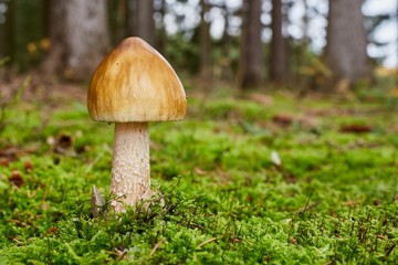 Amanita umbrinolutea in the natural environment.