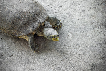 Turtle. Freshwater turtle in a park in Thailand.