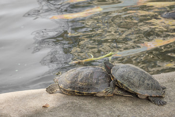 Turtle. Freshwater turtle in a park in Thailand.