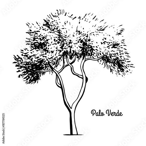 "Vector sketch illustration. Black silhouette of Palo Verde or ...