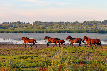 Running herd of wild brown horses with a small foal near a lake with green reeds and trees on an...