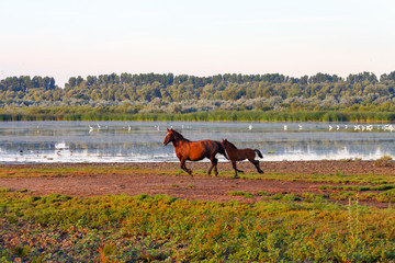 Running wild brown horse with a small foal near a lake with green reeds and trees on an island in Danube Biosphere Reserve