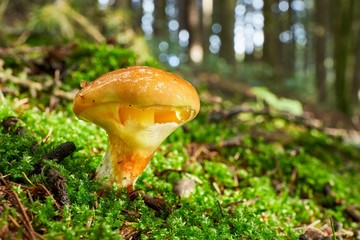 Suillus grevillei in the natural environment.