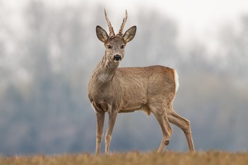 Curious roe deer, capreolus capreolus, buck in spring with new antlers. Wild animal with blurred background. Roebuck in spring. Majestic old male deer standing proudly. Wildlife scenery.