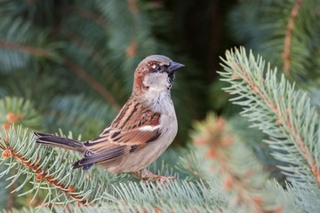 Male house sparrow, Passer domesticus, perched on a tree branch. Bird sitting on a conifer in summer. Alerted wild animal.